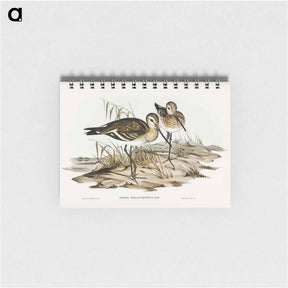 アートメモ帳-Black-Tailed Godwit
 - ジョン グールド Memo.