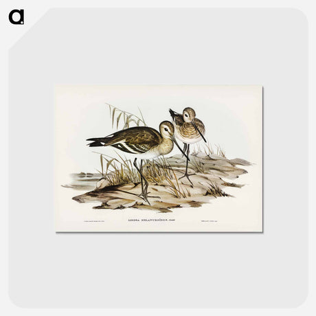 アートポストカード-Black-Tailed Godwit
 - ジョン グールド Postcard.