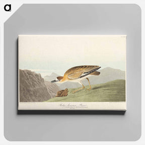 アートパネル-Rocky Mountain Plover
 - ジョン ジェームス オーデュボン Canvas.