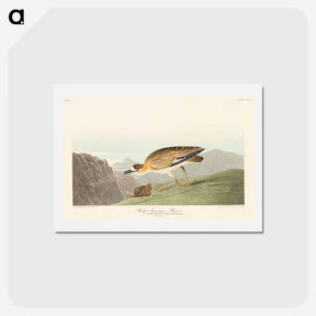 アートポストカード-Rocky Mountain Plover
 - ジョン ジェームス オーデュボン Postcard.
