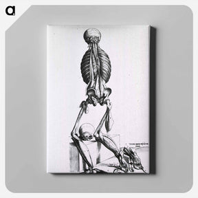 アートパネル-Muscles and Bones of the Human Body
 - 国立医学図書館 Canvas.