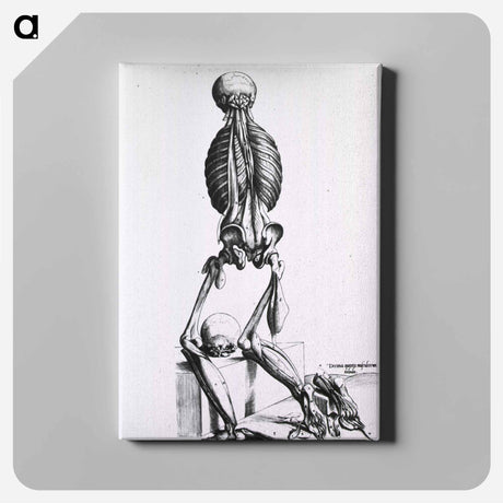 アートパネル-Muscles and Bones of the Human Body
 - 国立医学図書館 Canvas.