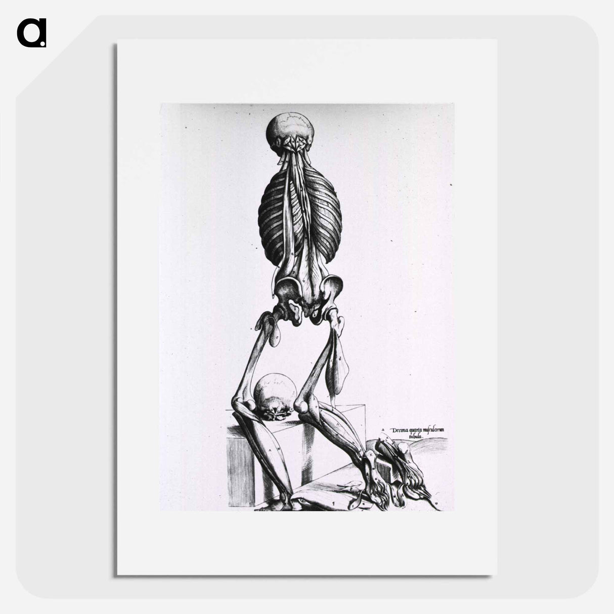 アートポスター-Muscles and Bones of the Human Body
 - 国立医学図書館 Poster.