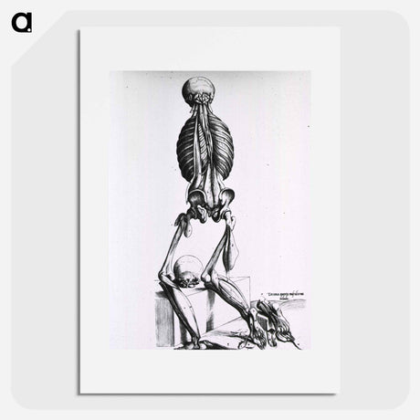 アートポスター-Muscles and Bones of the Human Body
 - 国立医学図書館 Poster.