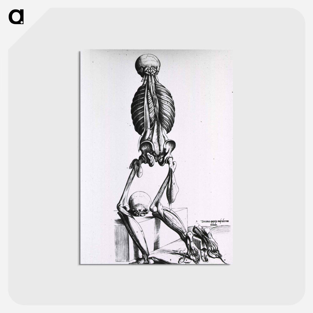 アートポストカード-Muscles and Bones of the Human Body
 - 国立医学図書館 Postcard.