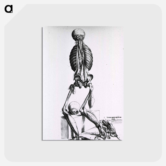 アートポストカード-Muscles and Bones of the Human Body
 - 国立医学図書館 Postcard.