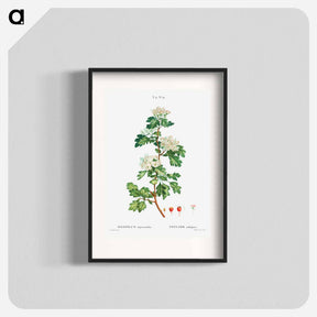 アートポスター-Midland hawthorn - ピエール ジョゼフ ルドゥーテ Poster.