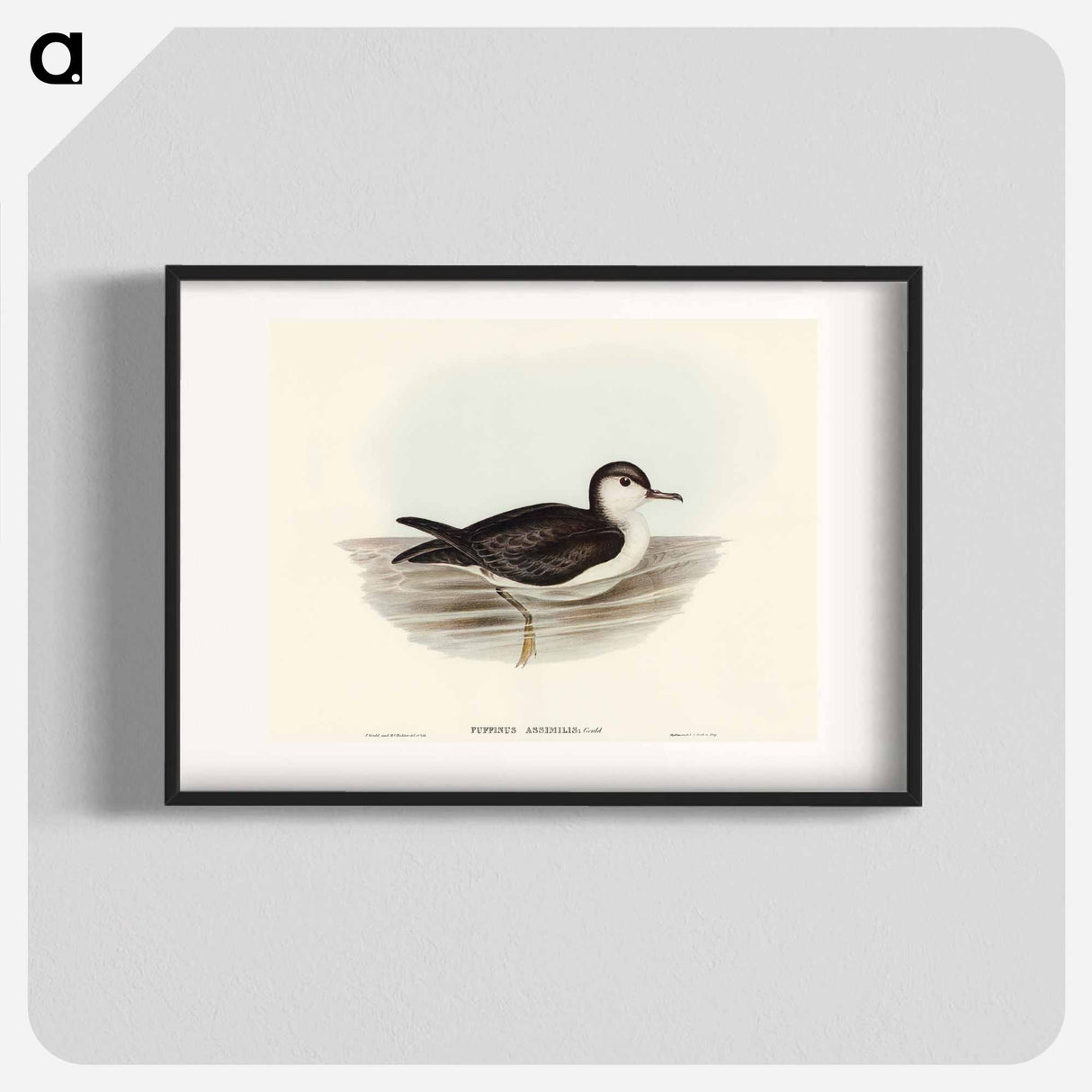 Allied Petrel
 - オーストラリアの鳥 Poster.