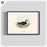 Allied Petrel
 - オーストラリアの鳥 Poster.