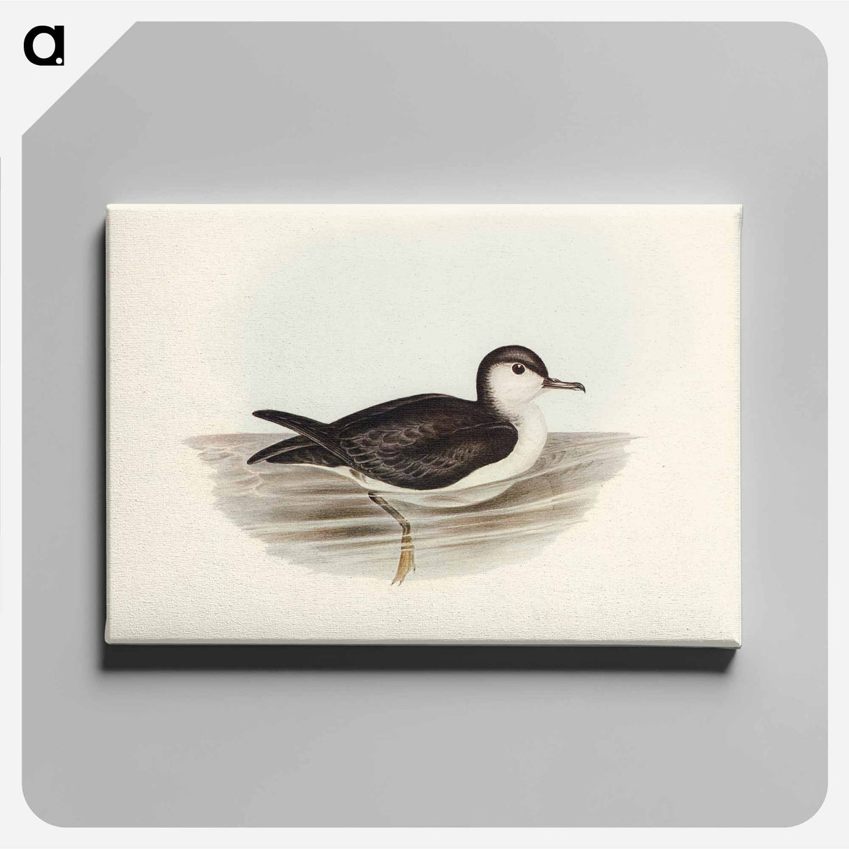Allied Petrel
 - オーストラリアの鳥 Canvas.