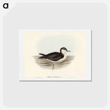 アートポストカード-Allied Petrel
 - オーストラリアの鳥 Postcard.