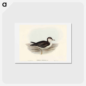 アートポストカード-Allied Petrel
 - オーストラリアの鳥 Postcard.