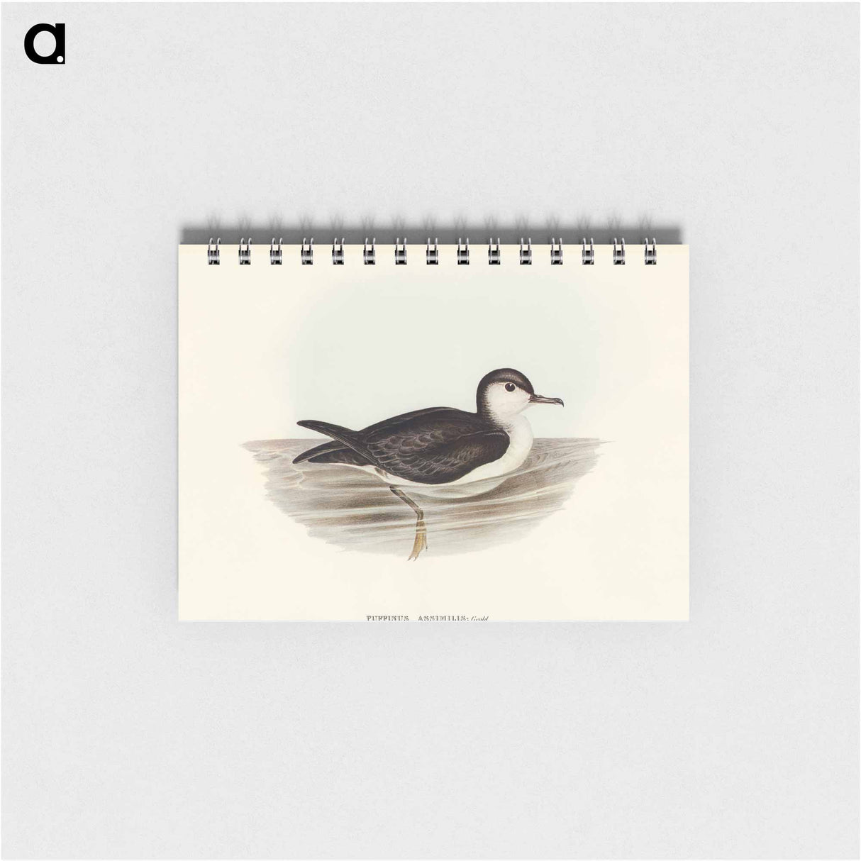 アートメモ帳-Allied Petrel
 - オーストラリアの鳥 Memo.