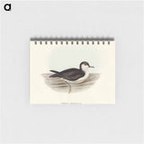 アートメモ帳-Allied Petrel
 - オーストラリアの鳥 Memo.