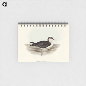 アートメモ帳-Allied Petrel
 - オーストラリアの鳥 Memo.