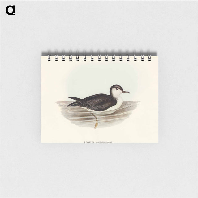 アートメモ帳-Allied Petrel
 - オーストラリアの鳥 Memo.