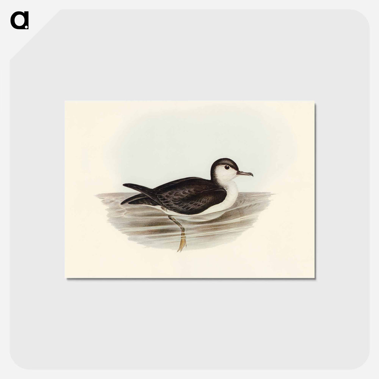 アートポストカード-Allied Petrel
 - オーストラリアの鳥 Postcard.