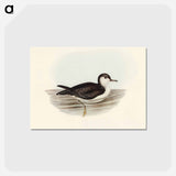 アートポストカード-Allied Petrel
 - オーストラリアの鳥 Postcard.