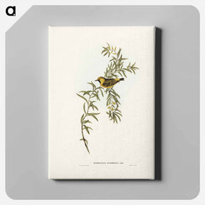 アートパネル-Orange-Fronted Chat
 - ジョン グールド Canvas.