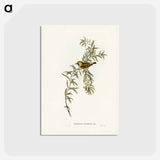 アートポストカード-Orange-Fronted Chat
 - ジョン グールド Postcard.