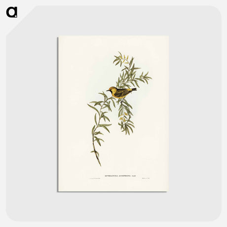 アートポストカード-Orange-Fronted Chat
 - ジョン グールド Postcard.