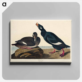 アートパネル-Velvet Duck
 - ジョン ジェームス オーデュボン Canvas.