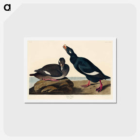 アートポストカード-Velvet Duck
 - ジョン ジェームス オーデュボン Postcard.