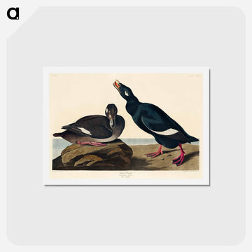 Velvet Duck
 - ジョン ジェームス オーデュボン Postcard.