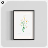 White lily - Pierre Joseph Redouté Poster.