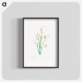 アートポスター-White lily - ピエール ジョゼフ ルドゥーテ Poster.