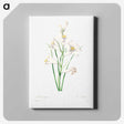 5-56_Pierre-Joseph-Redoute_canvas