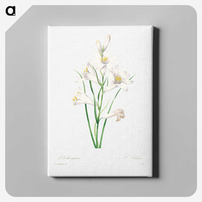 5-56_Pierre-Joseph-Redoute_canvas