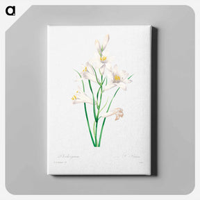 アートパネル-White lily - ピエール ジョゼフ ルドゥーテ Canvas.