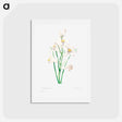 アートポストカード-White lily - ピエール ジョゼフ ルドゥーテ Postcard.