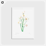 アートポストカード-White lily - ピエール ジョゼフ ルドゥーテ Postcard.