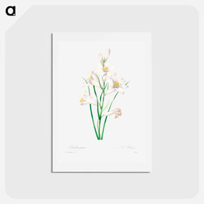 アートポストカード-White lily - ピエール ジョゼフ ルドゥーテ Postcard.