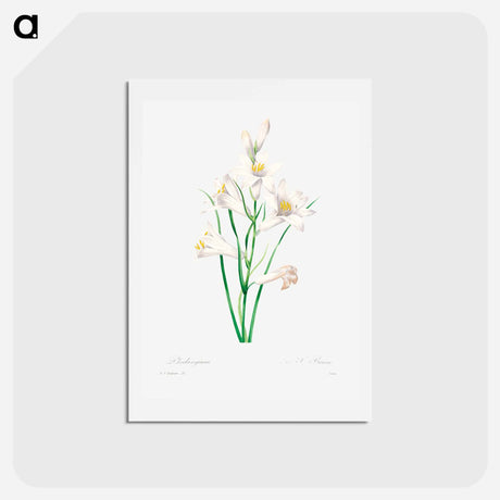 アートポストカード-White lily - ピエール ジョゼフ ルドゥーテ Postcard.