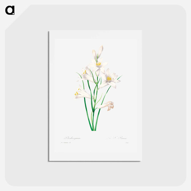 アートポストカード-White lily - ピエール ジョゼフ ルドゥーテ Postcard.