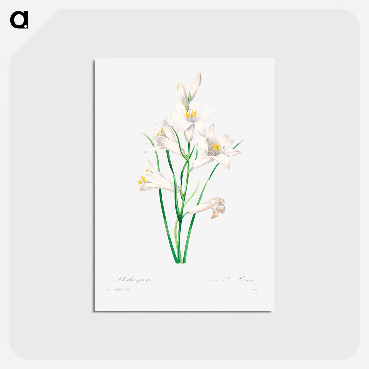 アートポストカード-White lily - ピエール ジョゼフ ルドゥーテ Postcard.