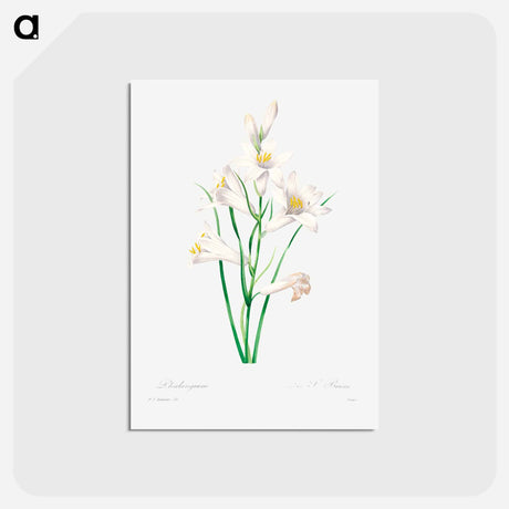 アートポストカード-White lily - ピエール ジョゼフ ルドゥーテ Postcard.