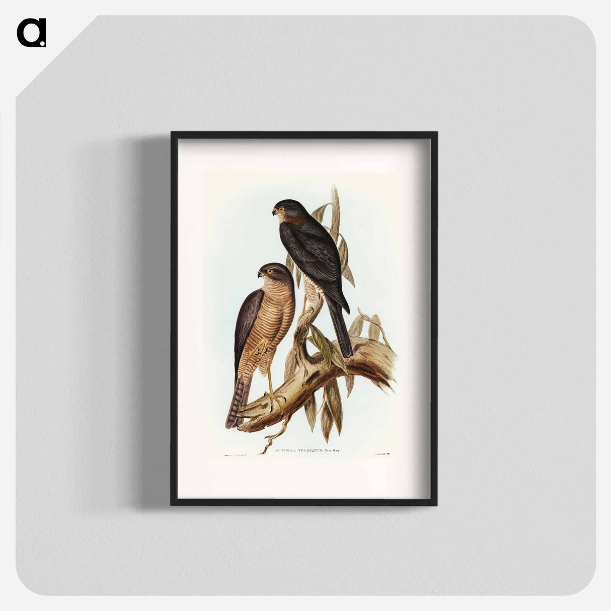 Collared Sparrow Hawk
 - オーストラリアの鳥 Poster.