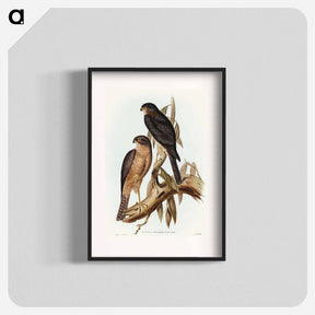 アートポスター-Collared Sparrow Hawk
 - オーストラリアの鳥 Poster.
