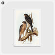 アートポストカード-Collared Sparrow Hawk
 - オーストラリアの鳥 Postcard.