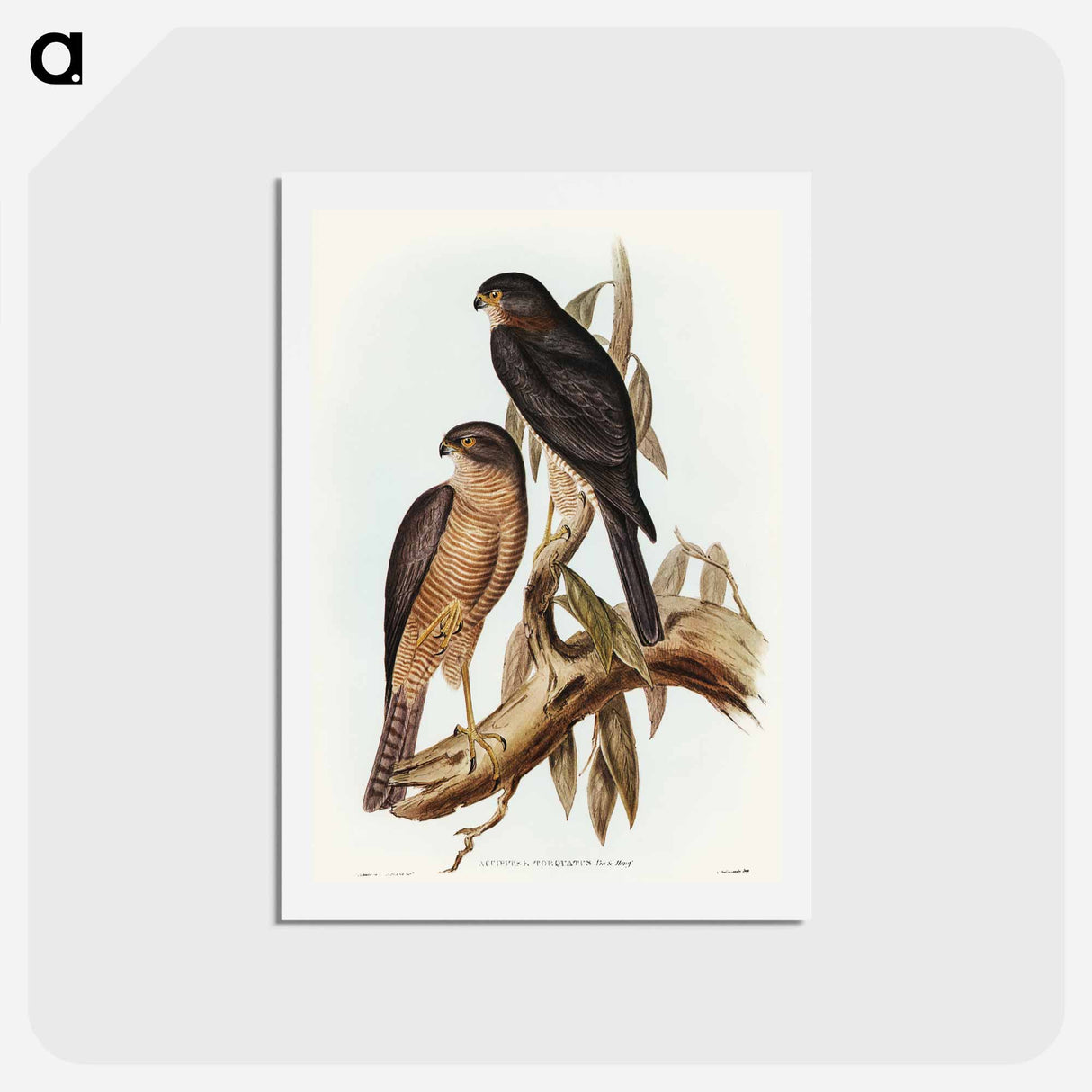 アートポストカード-Collared Sparrow Hawk
 - オーストラリアの鳥 Postcard.