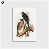 アートポストカード-Collared Sparrow Hawk
 - オーストラリアの鳥 Postcard.