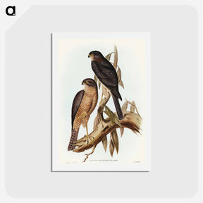 アートポストカード-Collared Sparrow Hawk
 - オーストラリアの鳥 Postcard.