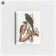 アートメモ帳-Collared Sparrow Hawk
 - オーストラリアの鳥 Memo.