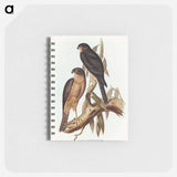 アートメモ帳-Collared Sparrow Hawk
 - オーストラリアの鳥 Memo.