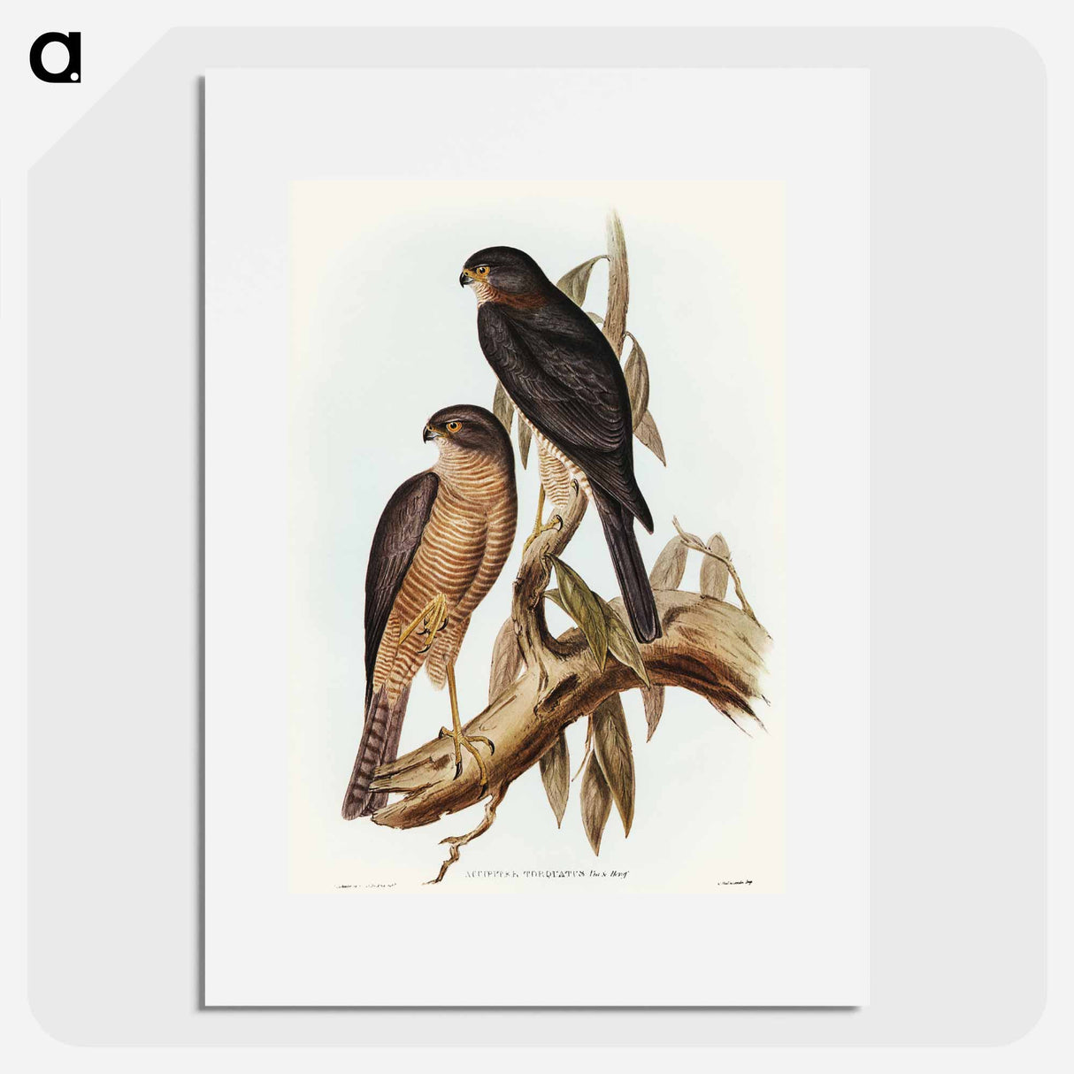 Collared Sparrow Hawk
 - オーストラリアの鳥 Poster.