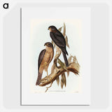Collared Sparrow Hawk
 - オーストラリアの鳥 Poster.